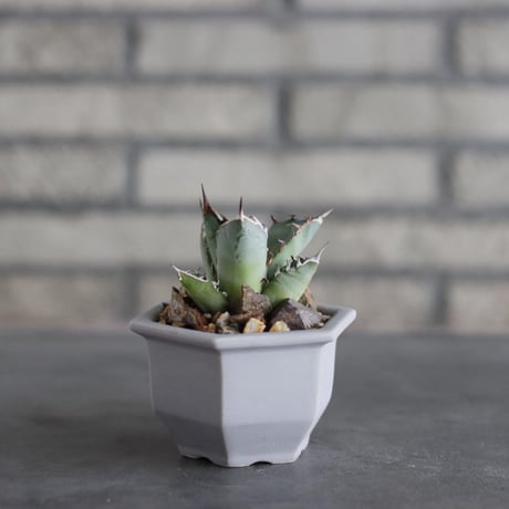Agave sp. No.1 × nos pot (3.5号)  no.927/76