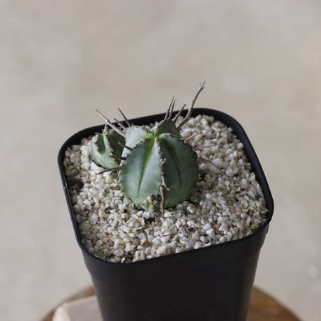 【tres】Euphorbia pillansii (3号)  no.816/23