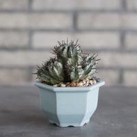 Euphorbia horrida × nos pot (3.5号) no.927/78