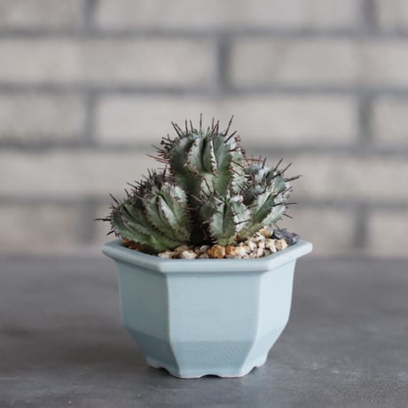 Euphorbia horrida × nos pot (3.5号) no.927/78