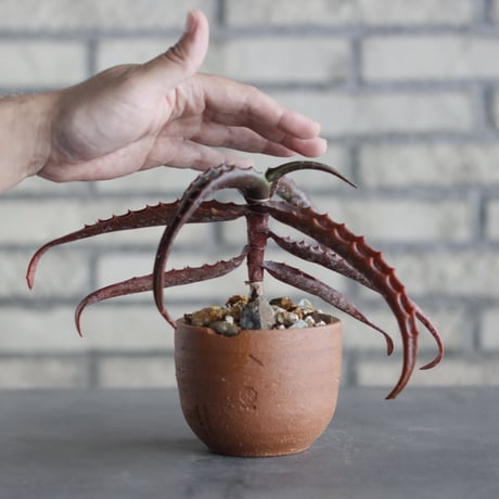 N/OH-TERRACOTTA MIX × Aloe cameronii (3.5号)  no.730/11