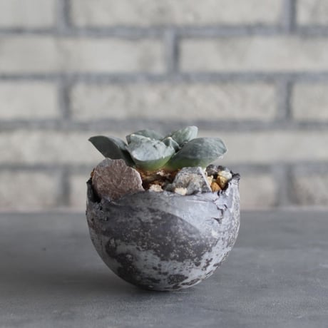 Ariocarpus 疣青磁牡丹 × takero pot (3.5号)  no.1004/99