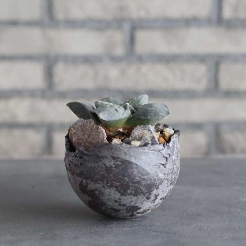 Ariocarpus 疣青磁牡丹 × takero pot (3.5号) no.1004/9