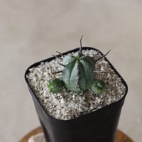 【tres】Euphorbia pillansii (3号)  no.816/24