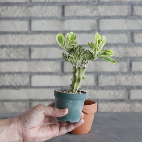 Euphorbia nivulia (2.5号) ＋YAMABACHI  no.830/15