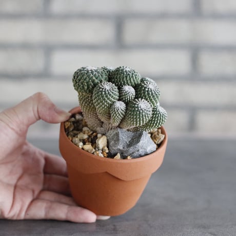 Pelecyphora strobiliformis (銀牡丹) × YAMABACHI (3号)  no.913/75