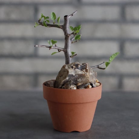 Bursera schlechtendalii × YAMABACHI (3号)  no.927/63