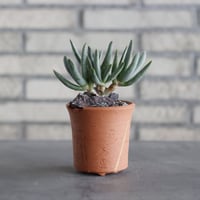 N/OH-TERRACOTTA MIX × Aloe ramosissima (3号)  no.730/7