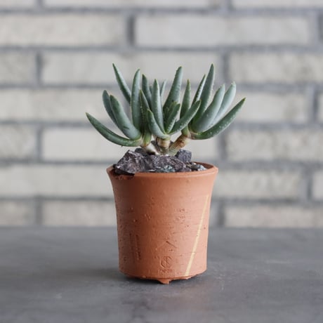 N/OH-TERRACOTTA MIX × Aloe ramosissima (3号)  no.730/7