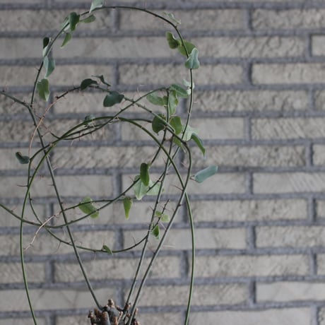 Adenia spinosa × N/OH (6号)  no.920/1