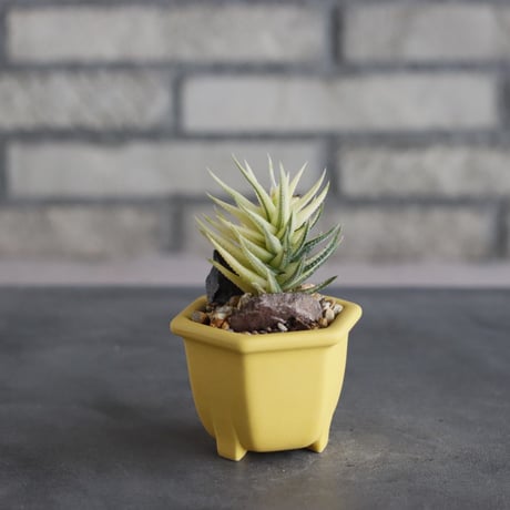 Haworthia 鼓笛錦 × nos pot (2号)   no.712/39