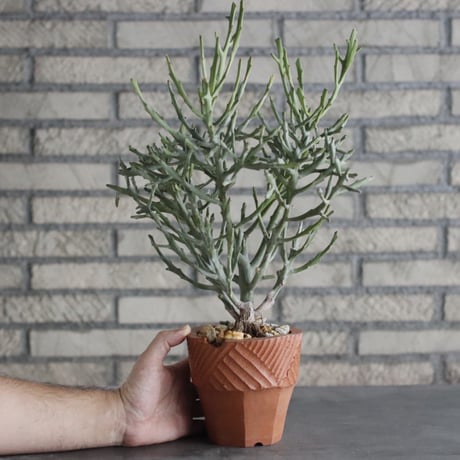 Euphorbia enterophora  × N/OH(4号)  no.906/1
