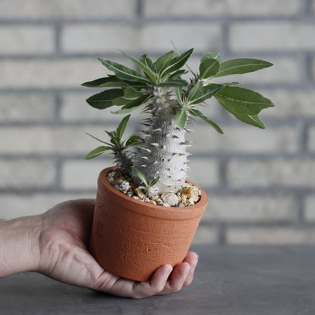 N/OH-TERRACOTTA MIX × Pachypodium Makayense (3号)  no.730/12