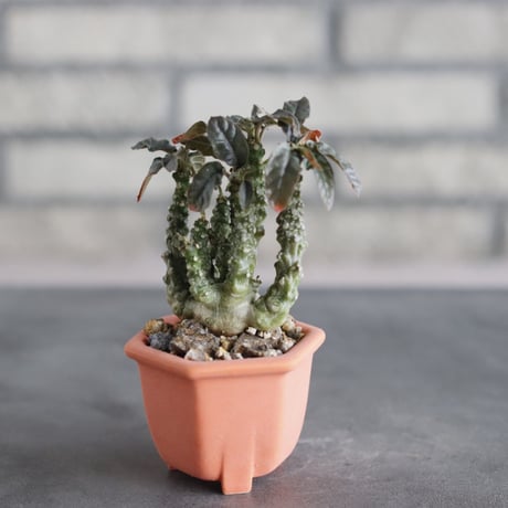 Dorstenia foetida × nos pot (2号)  no.712/35