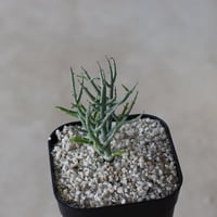 【tres】Euphorbia spinea (3号)  no.816/36