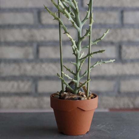 Euphorbia stenoclada × YAMABACHI (3号) no.927/57