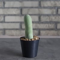Trichocereus macrogonus f. monst (3号)  no.719/152
