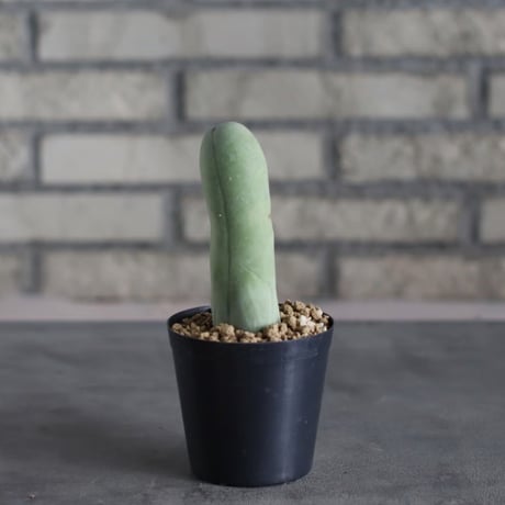 Trichocereus macrogonus f. monst (3号)  no.719/152