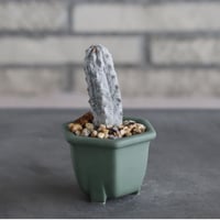 Euphorbia abdelkuri  × nos pot (2号)  no.712/38