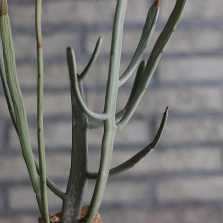 Euphorbia crassa × YAMABACHI (3号) no.927/56