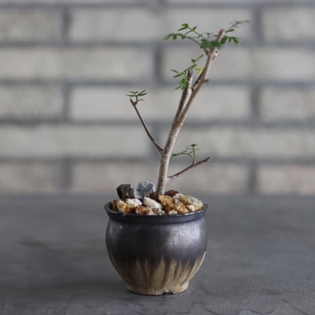 【芽の巣山】Bursera microphylla × 安西岳郎 / 中川智治 (2.5号)  no.823/24