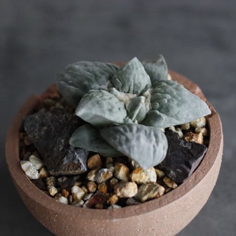 Ariocarpus 疣青磁牡丹 × N/OH (4.5号)  no.927/55