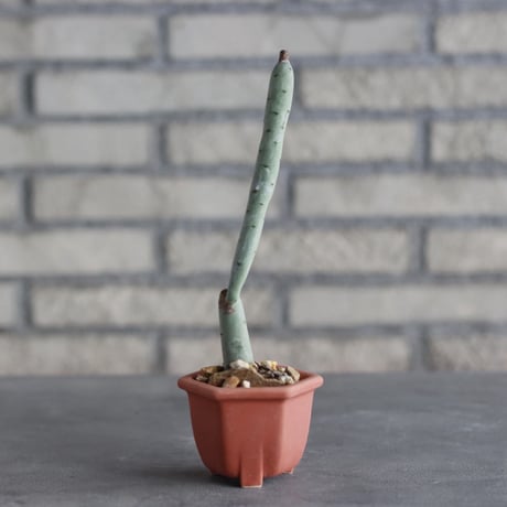 Euphorbia alluaudii × nos pot (2.5号) no.1004/134