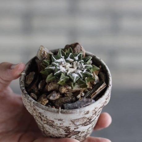 Ariocarpus kotschoubeyanus (黒牡丹) × takero pot (3号)  no.920/41