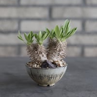 【The One】Pachypodium eburneum × 安西岳郎 / 中川智治 (3)  no.823/37