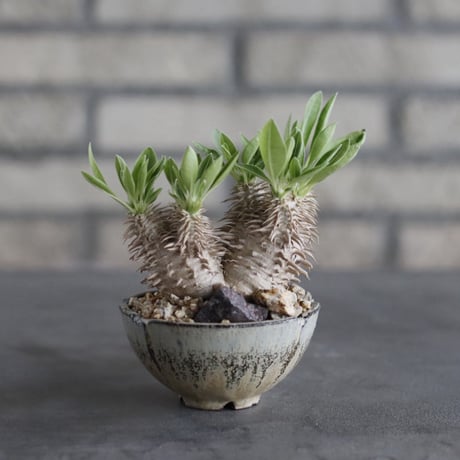 【The One】Pachypodium eburneum × 安西岳郎 / 中川智治 (3)  no.823/37