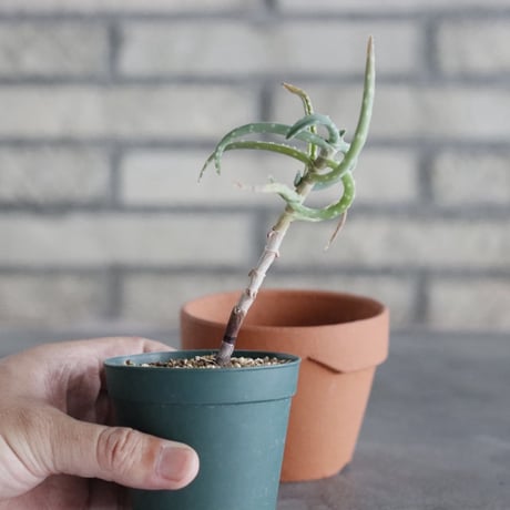 Aloe millotii (2.5号) ＋YAMABACHI  no.830/29