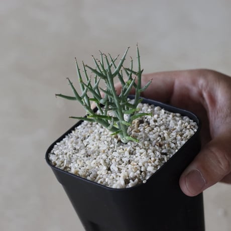 【tres】Euphorbia spinea (3号)  no.816/36