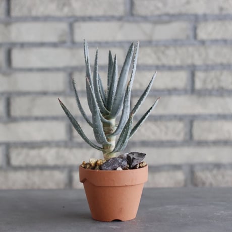 Aloe dichotoma × YAMABACHI(3号)  no.1004/114