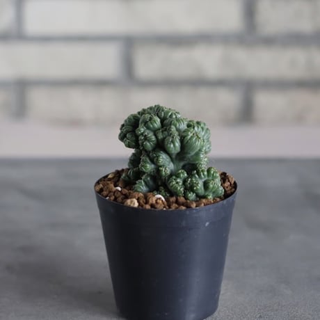 Cereus Peruvianus / 黒獅子 (3号)  no.719/164