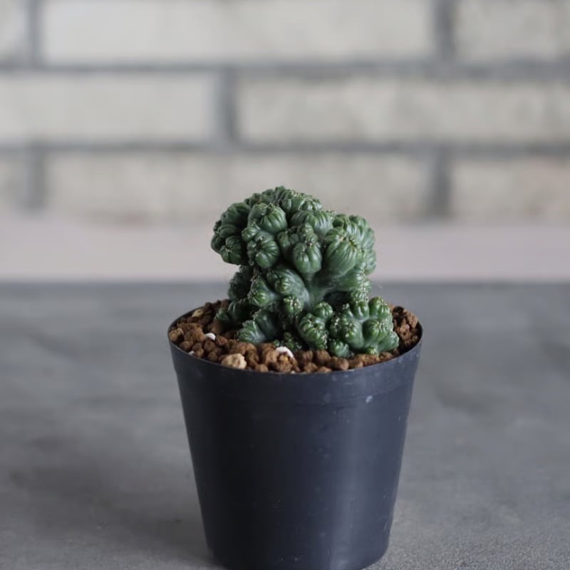 Cereus Peruvianus / 黒獅子 (3号) no.719/164 | 芽の巣山