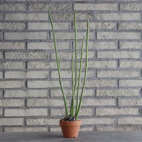 Euphorbia weberbaueri × YAMABACHI (3号) no.1004/110