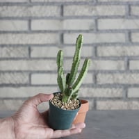 Euphorbia pseudoca ctus ver. 'lyttoniana' (2.5号) ＋YAMABACHI  no.830/16