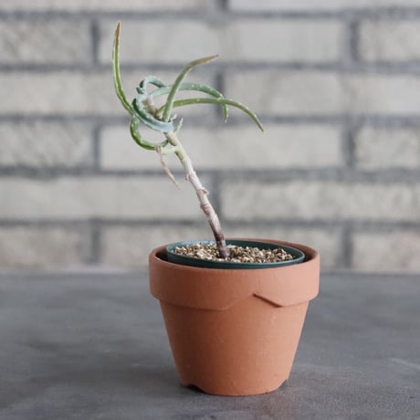 Aloe millotii (2.5号) ＋YAMABACHI  no.830/29