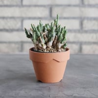 Euphorbia ornithopus (2.5号) ＋YAMABACHI  no.830/25