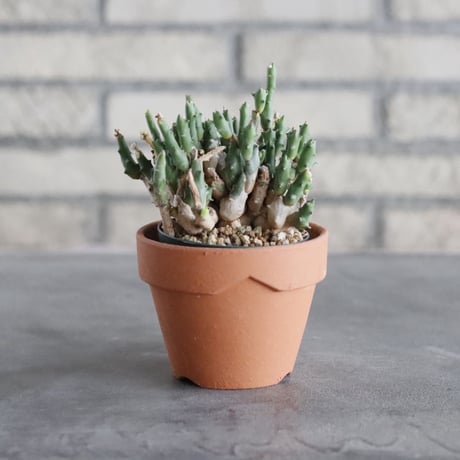 Euphorbia ornithopus (2.5号) ＋YAMABACHI  no.830/25