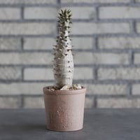 Pachypodium baronii × N/OH(3号)  no.906/7