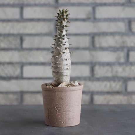 Pachypodium baronii × N/OH(3号)  no.906/7