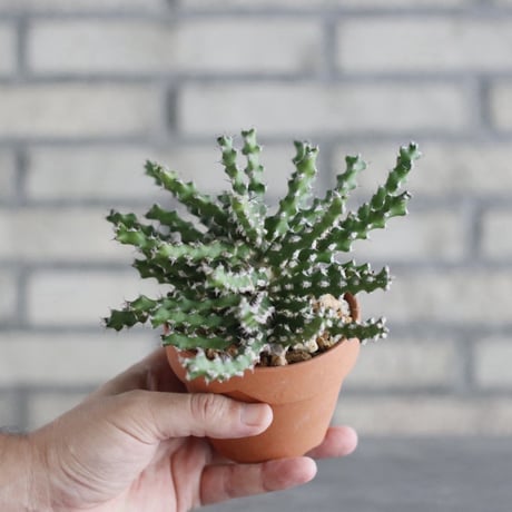 Euphorbia ramulosa × YAMABACHI (3号) no.927/60