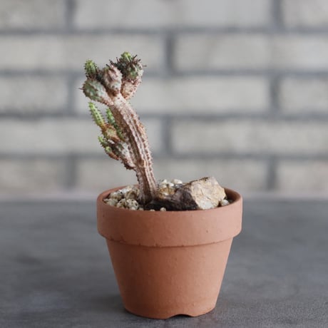 Euphorbia submammillaris × YAMABACHI (3号)  no.913/89
