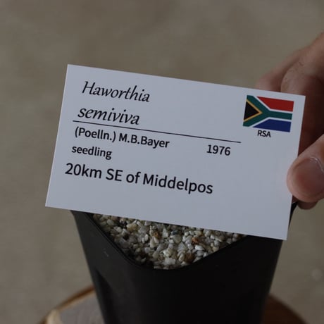 【tres】Haworthia semiviva (3号)  no.816/14