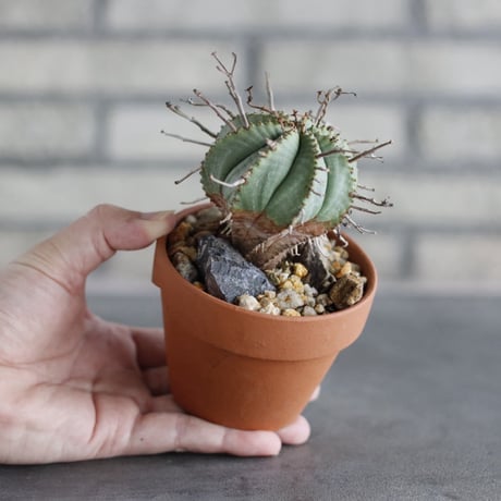 Euphorbia valida × YAMABACHI (3号)  no.913/78