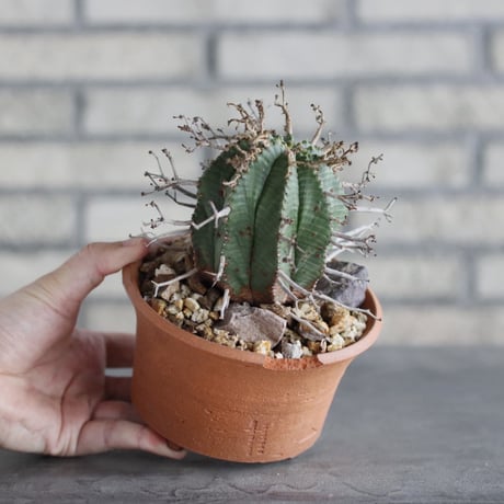 Euphorbia valida × N/OH(4.5号)  no.906/6