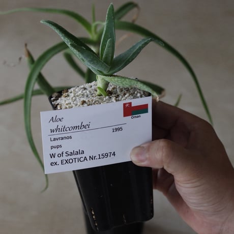 【tres】Aloe whitcombei (3号)  no.816/39.5