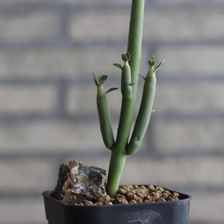 Euphorbia damarana (3号鉢)  no.705/140