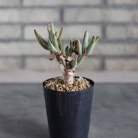 Aloidendron ramosissima (3号鉢)  no.719/155